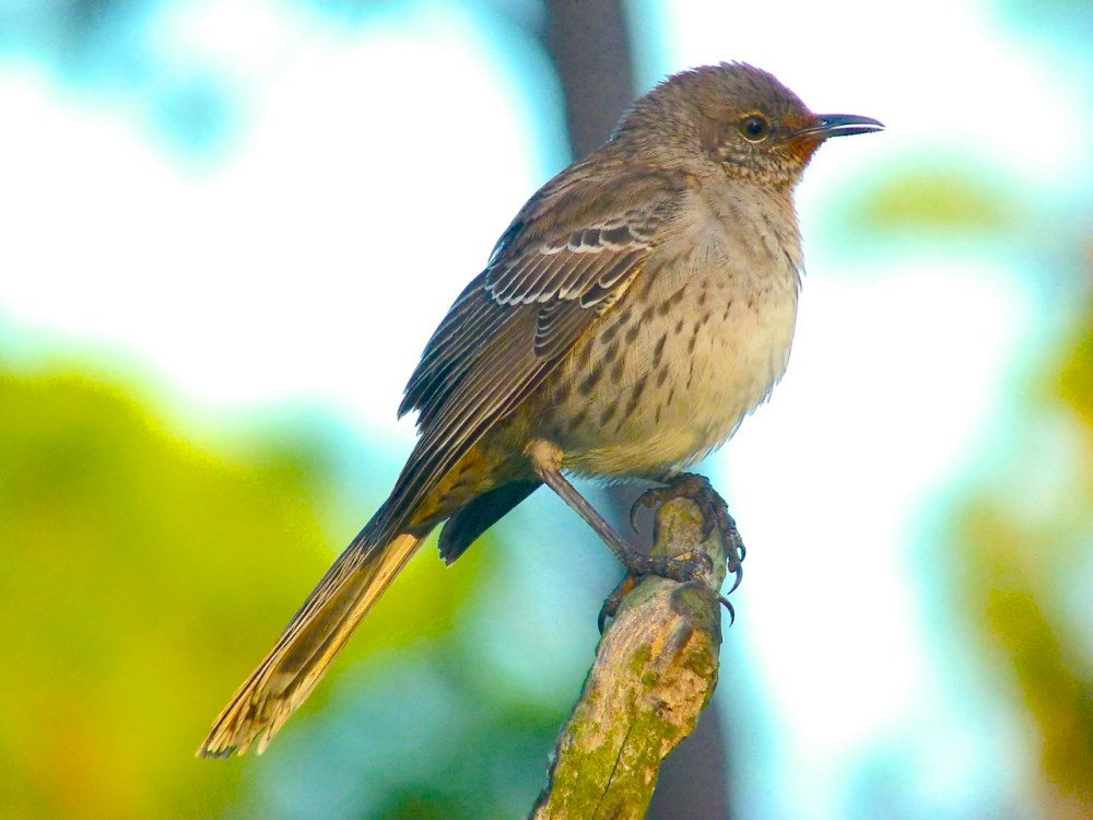 Bahama Mockingbird (variant) Abaco 13