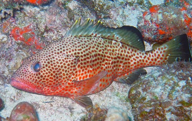Female spawning Red Hind Grouper (Univ of Puerto Rico:NOAA)