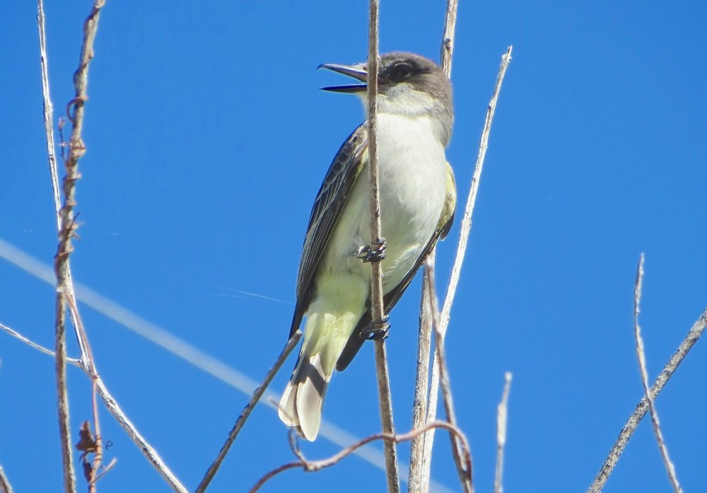 Loggerhead Kingbird, Abaco (Mrs RH)