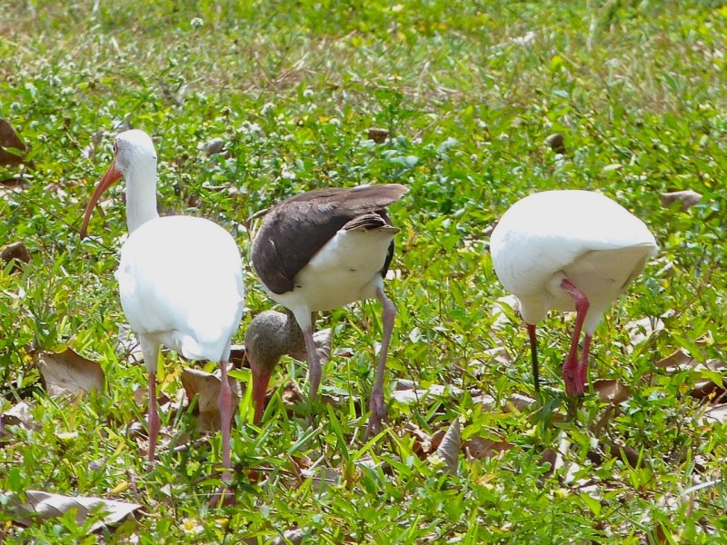 P1200740White Ibises (adult & juvenile), Sandy Point, Abaco (Keith Salvesen)