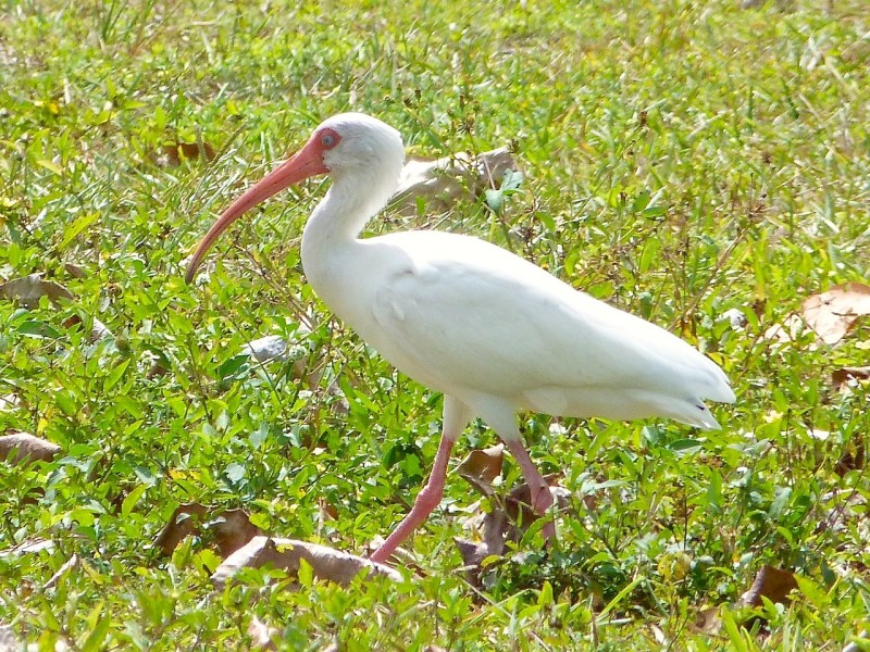 White Ibis, Sandy Point, Abaco (Keith Salvesen)