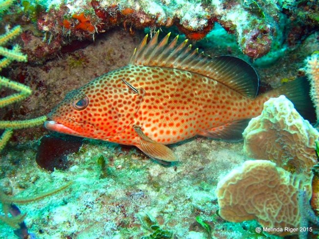 Red Hind Grouper ©Melinda Riger @ G B Scuba copy 2