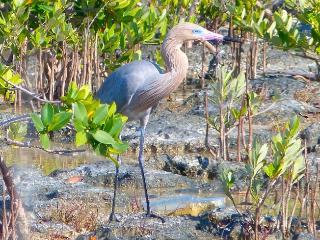 Reddish Egret, Crossing Rocks, Abaco (Keith Salvesen)01