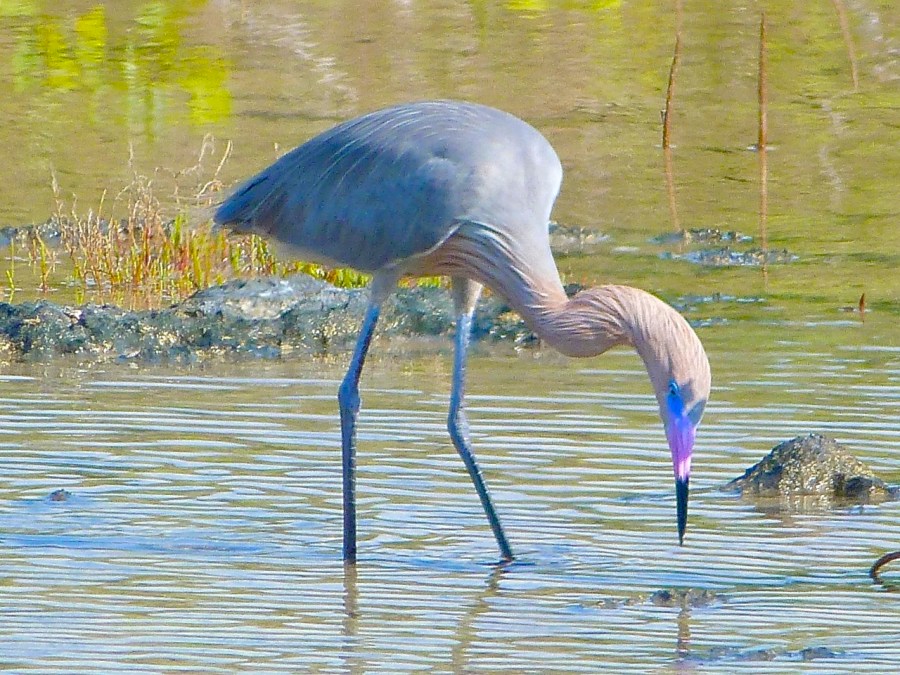 Reddish Egret, Crossing Rocks, Abaco (Keith Salvesen)05
