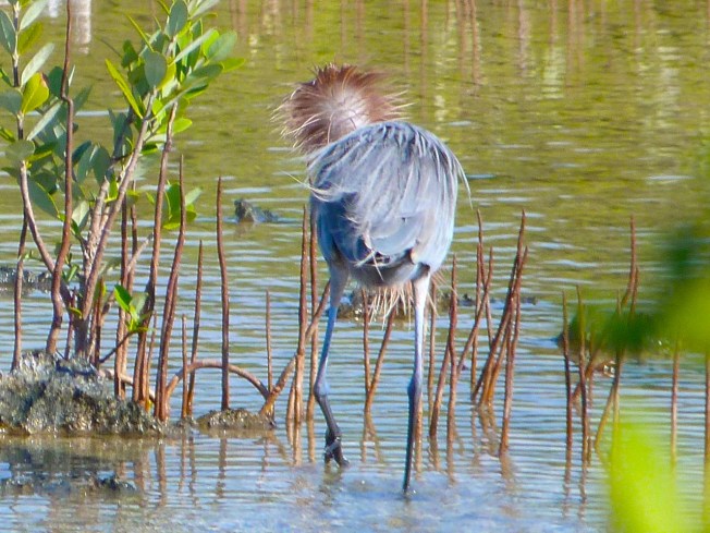 Reddish Egret, Crossing Rocks, Abaco (Keith Salvesen)06