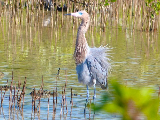 Reddish Egret, Crossing Rocks, Abaco (Keith Salvesen)07