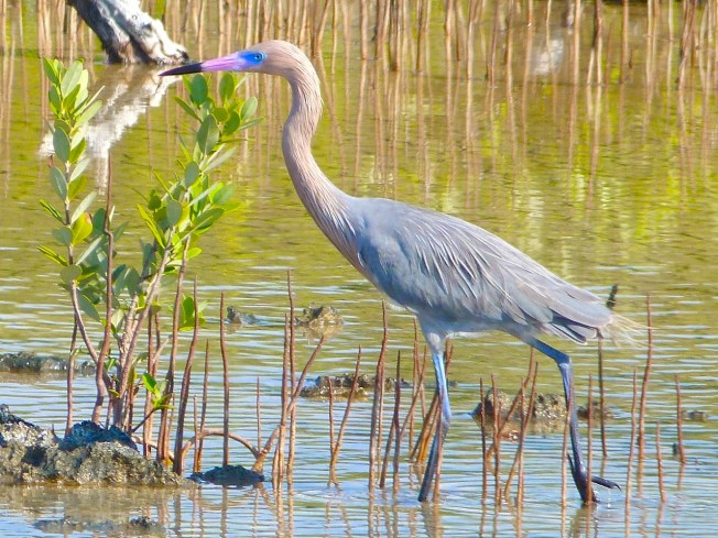 Reddish Egret, Crossing Rocks, Abaco (Keith Salvesen)09
