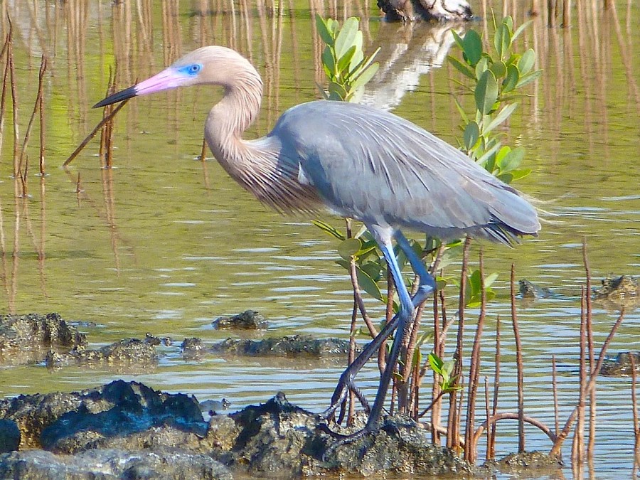 Reddish Egret, Crossing Rocks, Abaco (Keith Salvesen)11