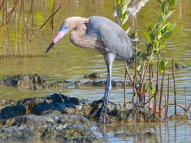 Reddish Egret, breeding colours - Abaco Bahamas (Keith Salvesen / Rolling Harbour)
