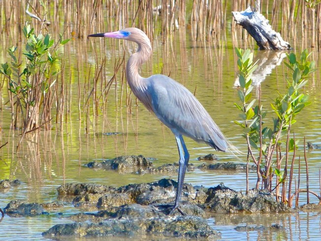 Reddish Egret, Crossing Rocks, Abaco (Keith Salvesen)13