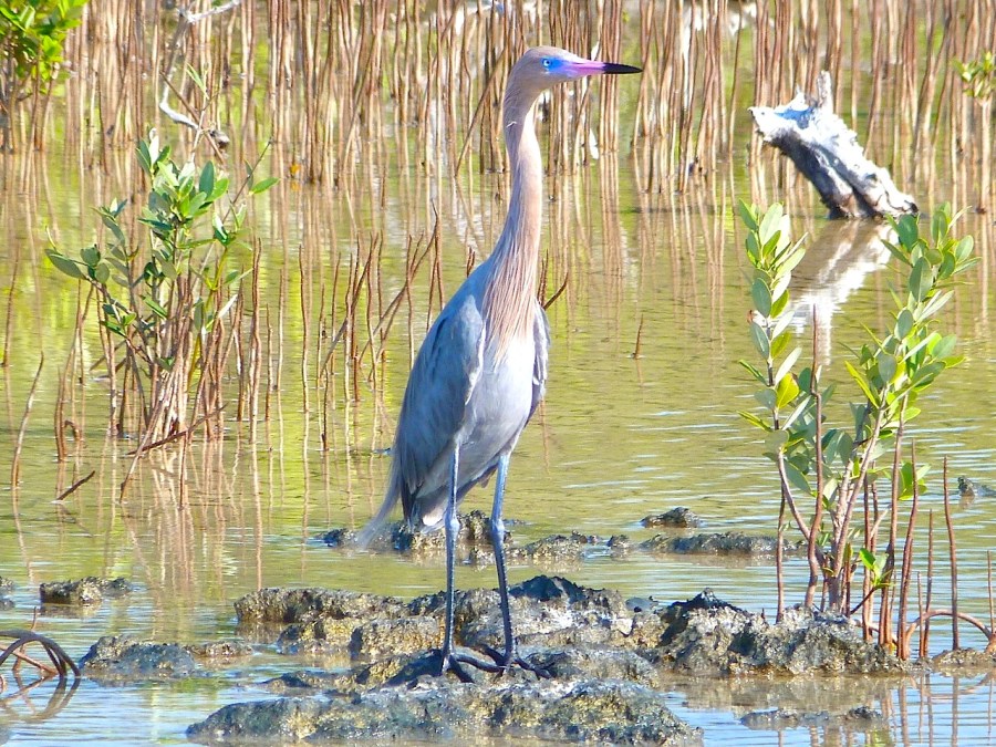 Reddish Egret, Crossing Rocks, Abaco (Keith Salvesen)14
