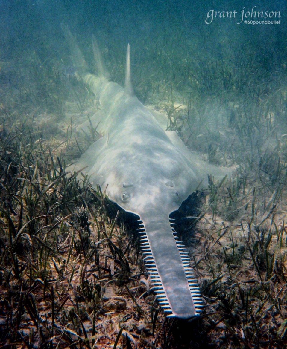 sawfish-biminis-marine-pa-campaign-grant-johnson