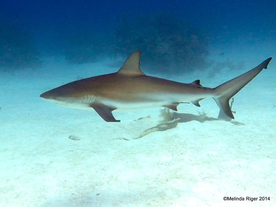 Shark 4 ©Melinda Riger @ G B Scuba copy