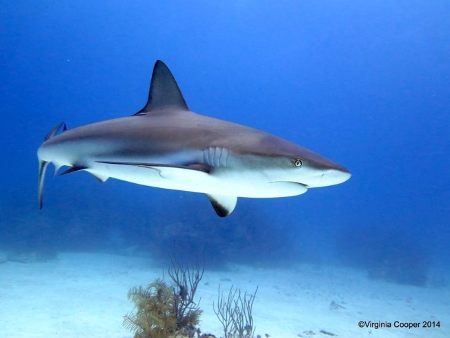 Blacktip Shark ©Virginia Cooper @ G B Scuba copy 2