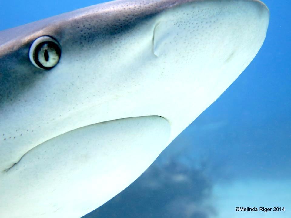 Shark close-up ©Melinda Riger @ G B Scuba copy