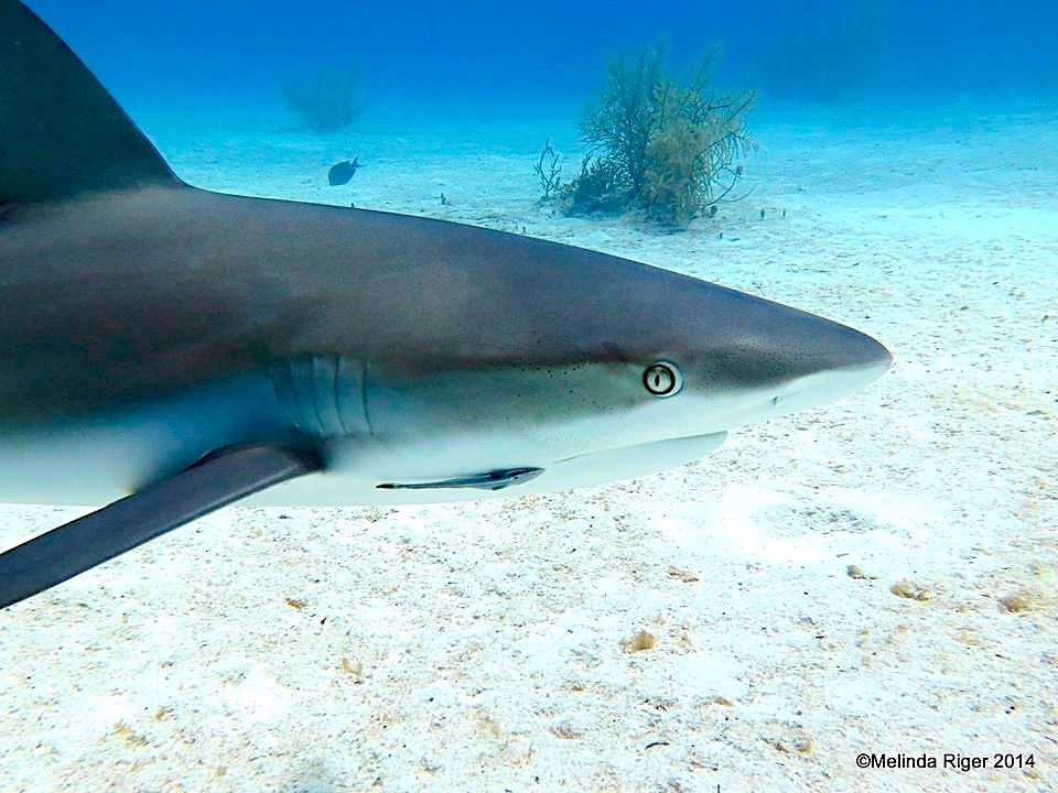 Shark Head ©Melinda Riger @ GB Scuba copy 2
