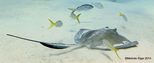 Southern Stingray 2 ©Melinda Riger @ G B Scuba copy