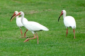 White Ibises, Bahamas (Woody Bracey)