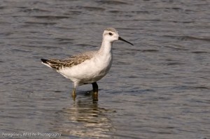 Wilson's Phalarope (Craig Nash)