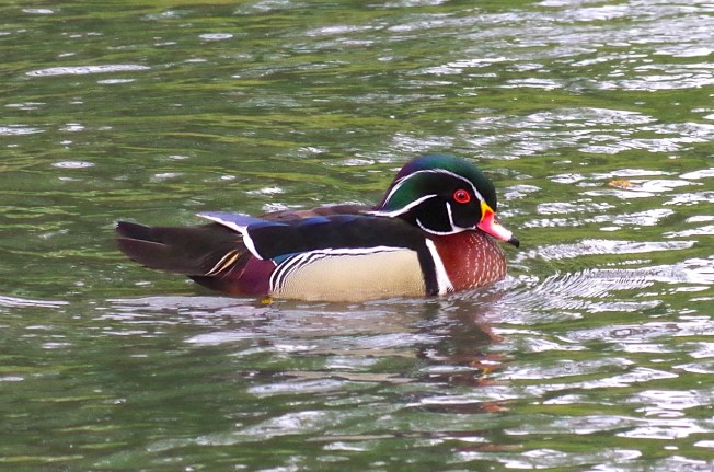 Wood Duck (Keith Salvesen)1