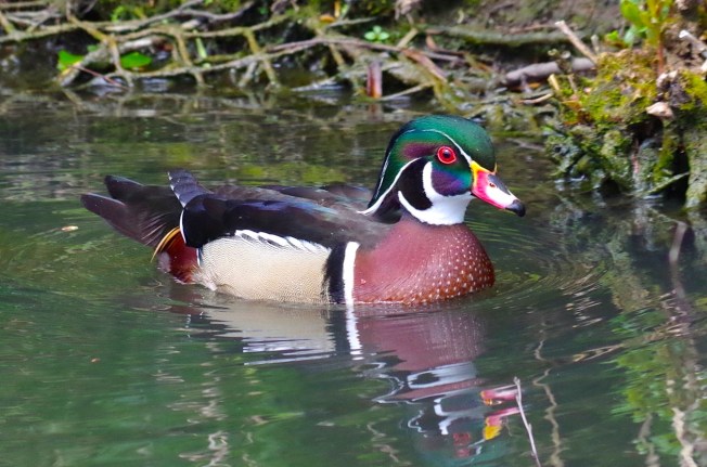 Wood Duck (Keith Salvesen)2