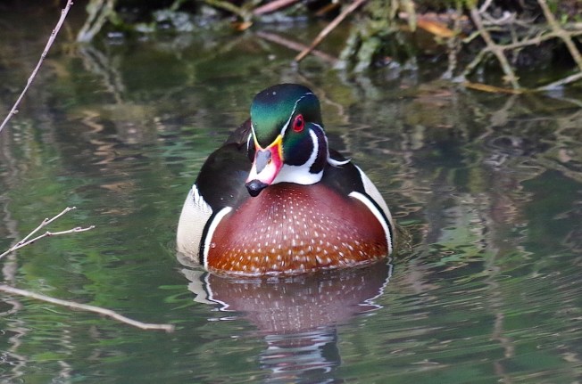 Wood Duck (Keith Salvesen)4