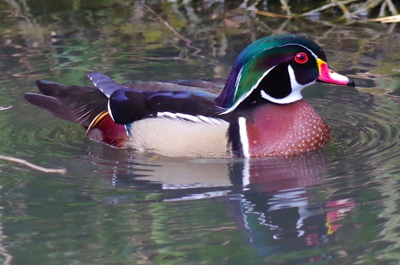 Wood Duck (Keith Salvesen)5