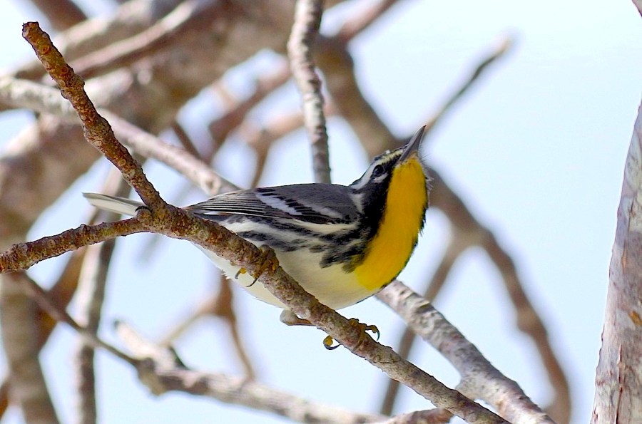 Yellow-throated warbler, Abaco  (Keith Salvesen)
