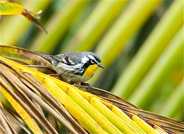 Yellow-throated Warbler, Abaco (Bruce Hallett) 2