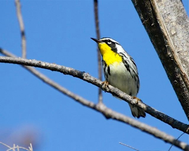 Yellow-throated Warbler, Abaco (Bruce Hallett)