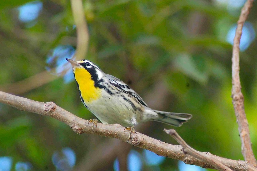 Yellow-throated Warbler, Abaco (Becky Marvil) 