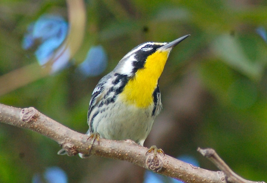 Yellow-throated Warbler, Abaco - Becky Marvil