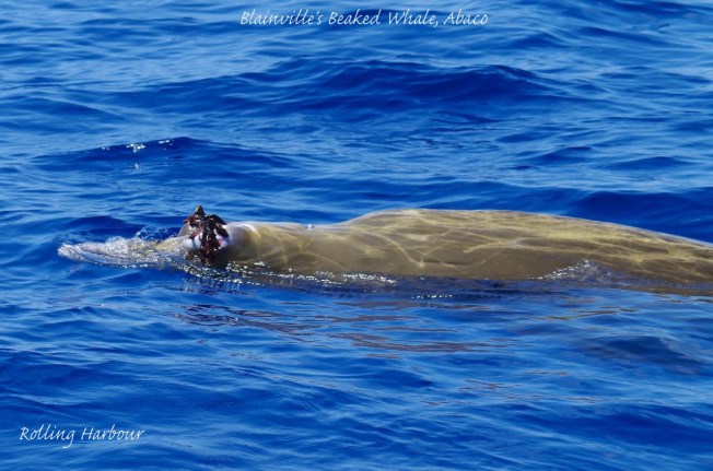 Blainville's Beaked Whale KS 1