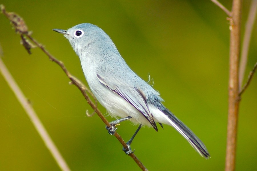 Blue-gray Gnatcatcher, Treasure Cay Abaco (Becky Marvil)