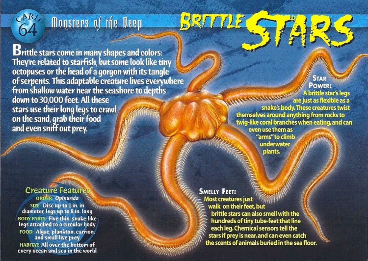 Brittle_Stars_front