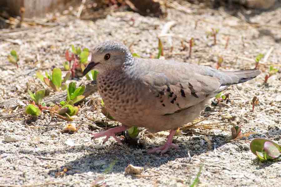 Common Ground Dove, Abaco 3 (Nina Henry)