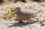 Common Ground Dove, Abaco 3 (Nina&nbsp;Henry)