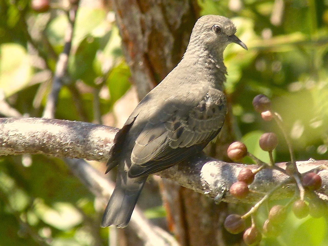 Common Ground Dove, Abaco (Keith Salvesen)