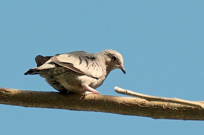 Common Ground Dove, Abaco (Nina Henry)