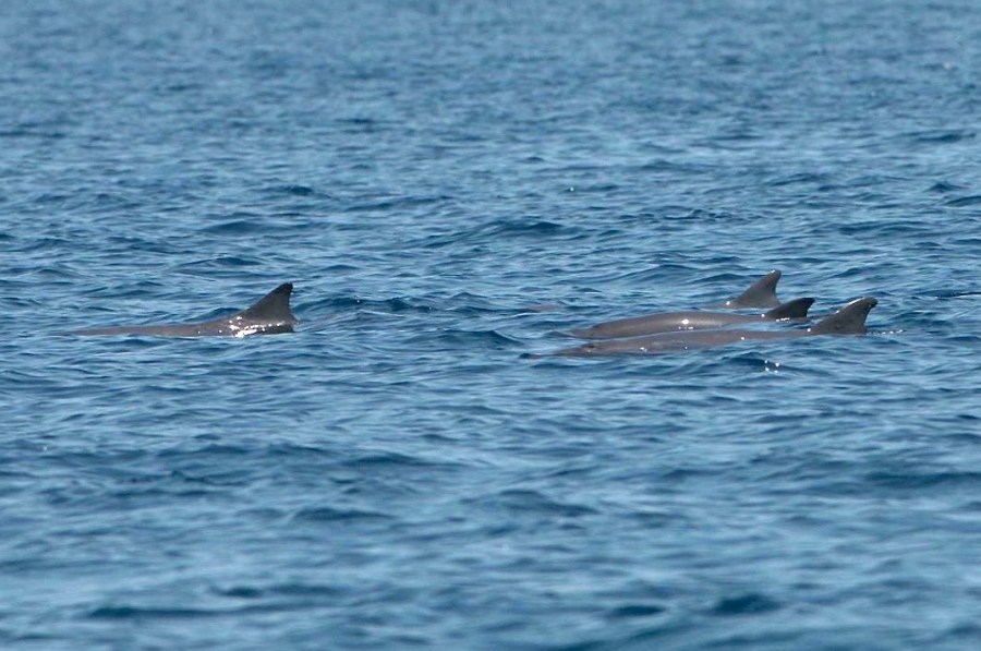 Dwarf Sperm Whales - BMMRO copy