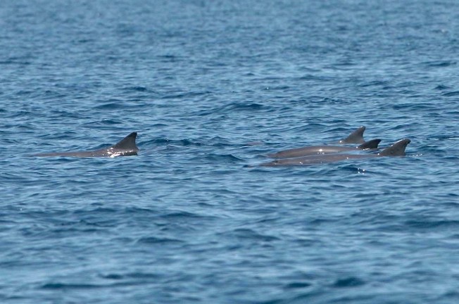 Dwarf Sperm Whales - BMMRO copy