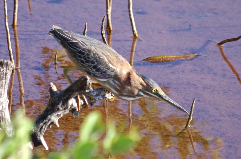 Green Heron, Gilpin Point, Abaco (Keith Salvesen)04