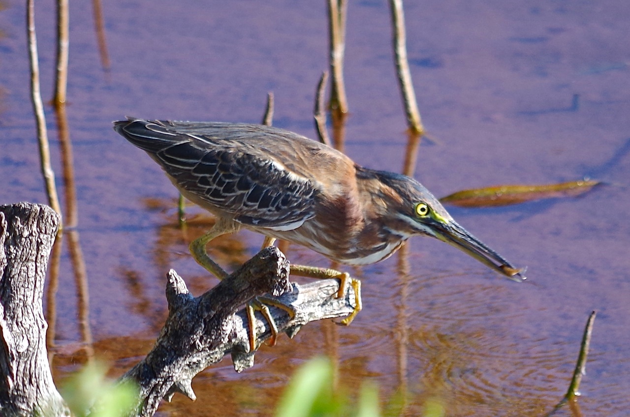Green Heron, Gilpin Point, Abaco (Keith Salvesen)05