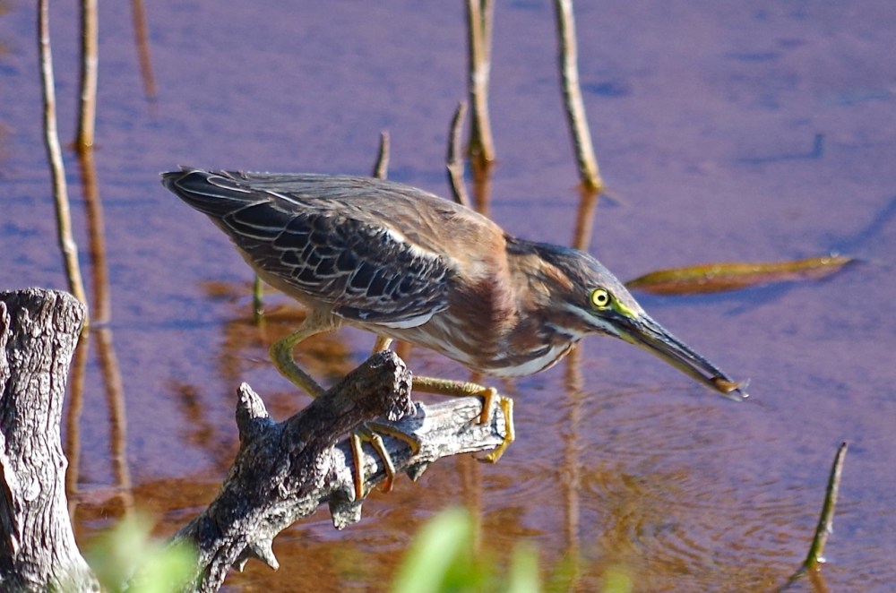Green Heron, Gilpin Point, Abaco (Keith Salvesen)05