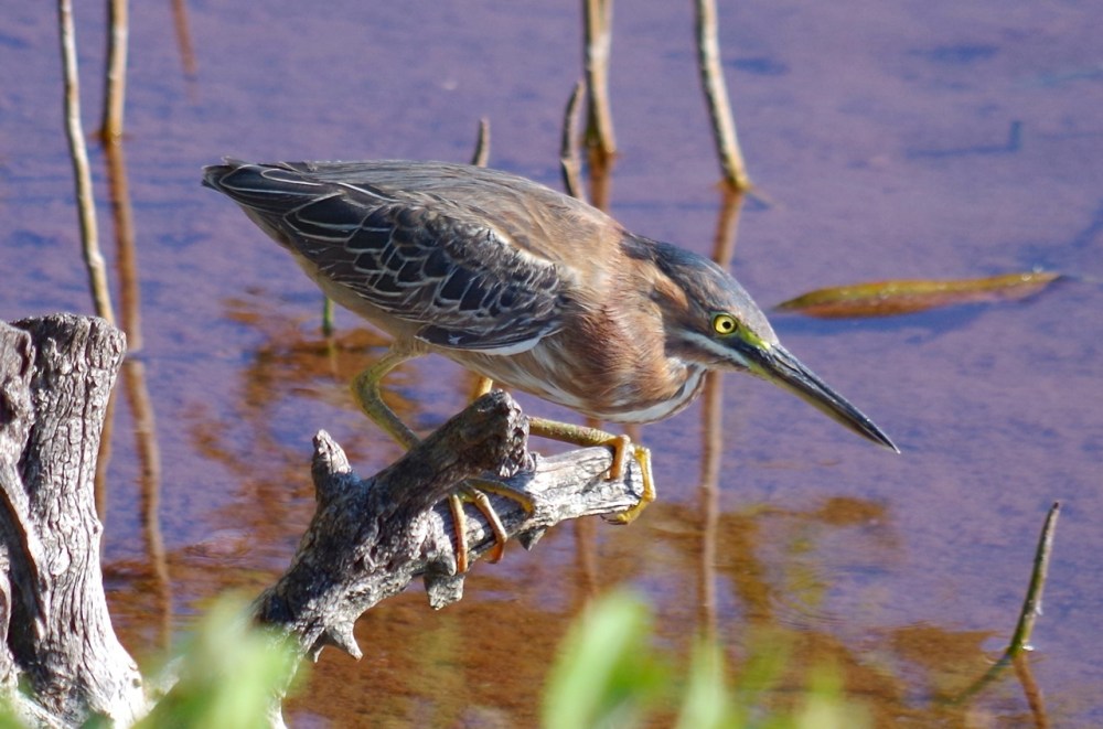 Green Heron, Gilpin Point, Abaco (Keith Salvesen)06