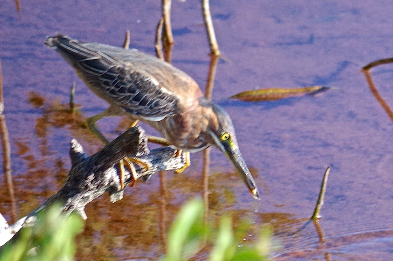 Green Heron, Gilpin Point, Abaco (Keith Salvesen)09