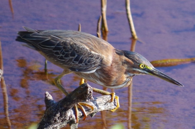 Green Heron, Gilpin Point, Abaco (Keith Salvesen)11