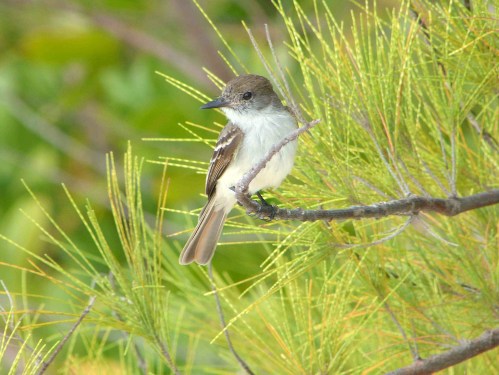 La Sagra's Flycatcher, Abaco (Keith Salvesen)