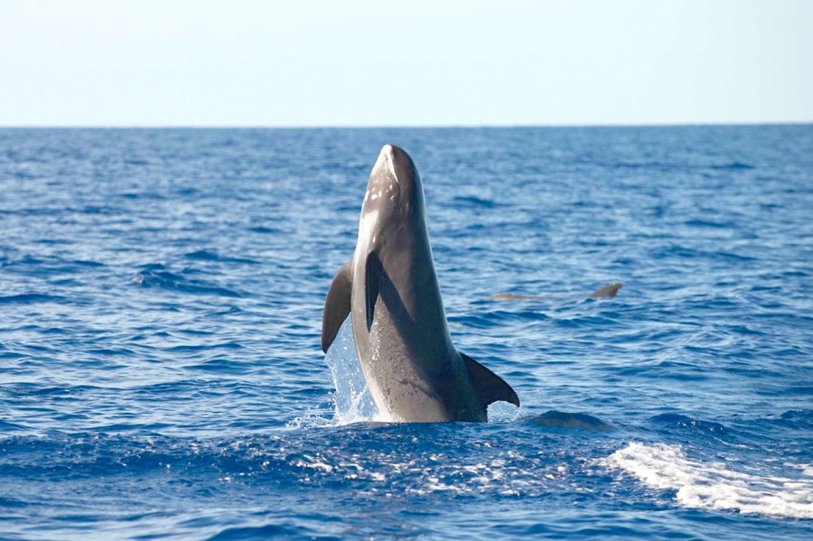 Melon-headed Whale breaching - BMMRO copy