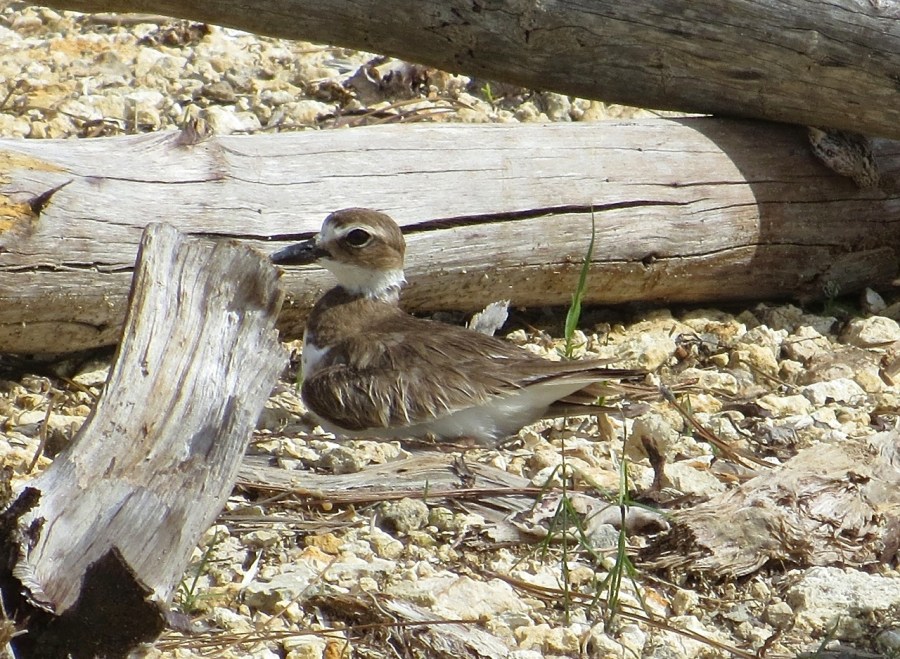 Nettie's Point, Abaco - Mrs Wilson's Plover on the nest (Keith Salvesen)